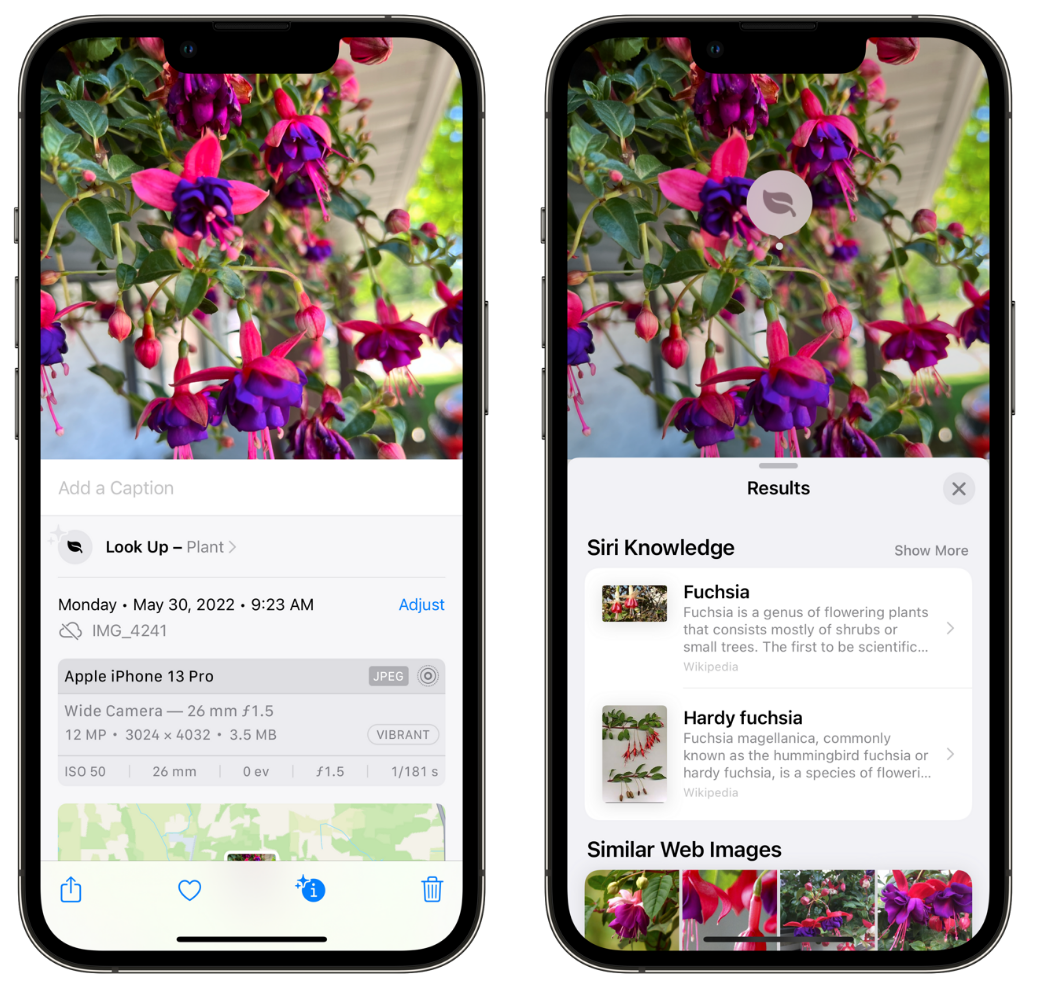 张湾苹果手机维修分享小技巧：使用 iPhone 相机识别花卉植物 